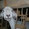 Thumb_070620131849