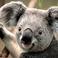 Thumb_koala