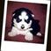 Thumb_received_1706990779545833